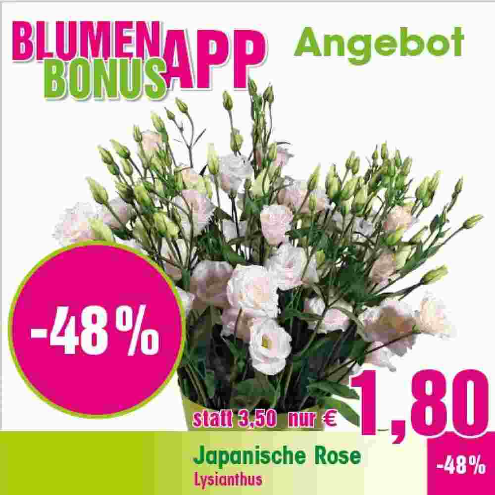 Blumen B&B Flugblatt (ab 15.12.2023) - Angebote und Prospekt - Seite 1