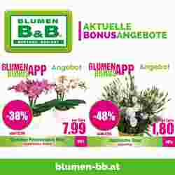 Blumen B&B Flugblatt (ab 21.02.2024) - Angebote und Prospekt
