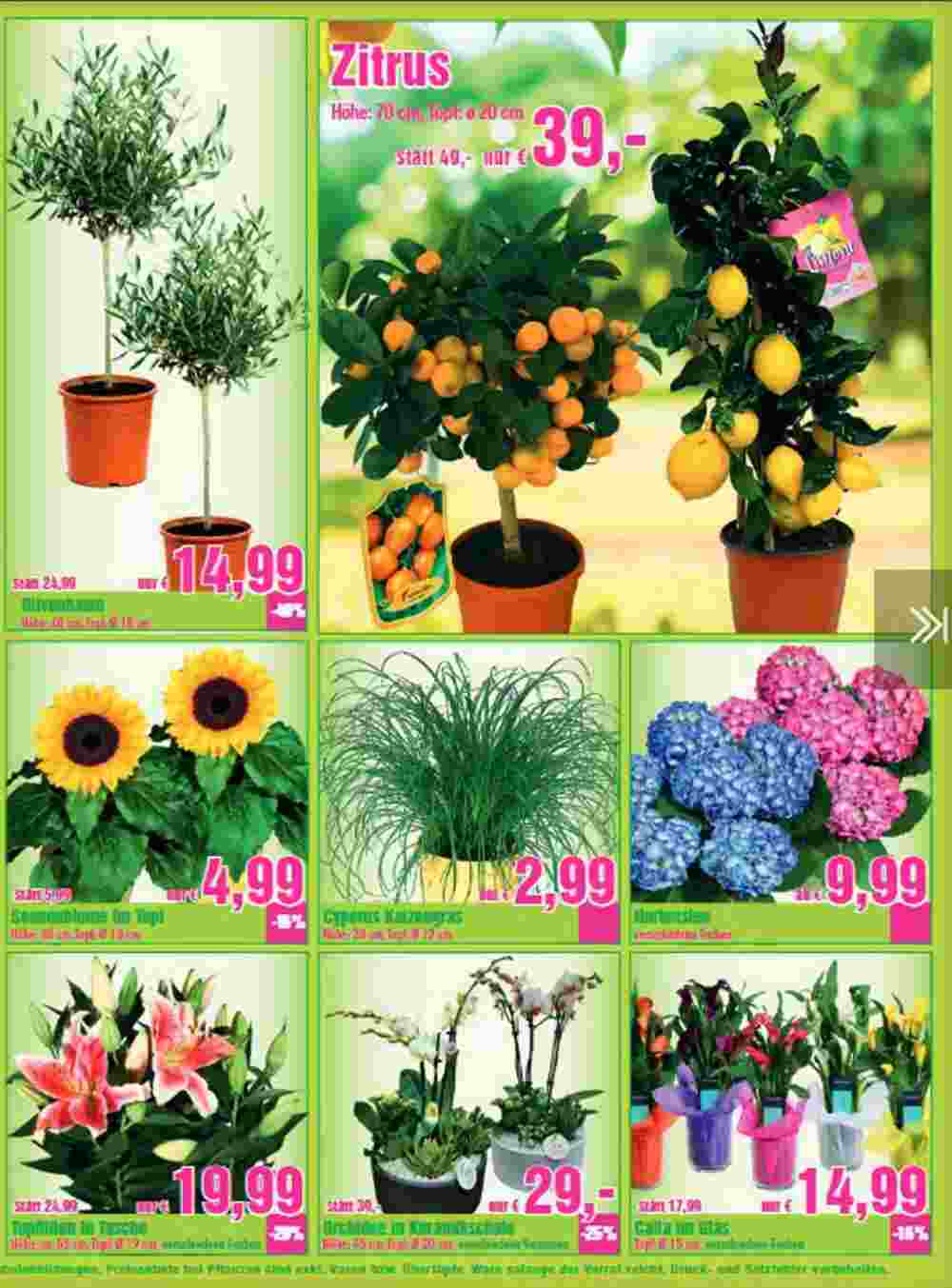 Blumen B&B Flugblatt (ab 18.04.2024) - Angebote und Prospekt - Seite 4