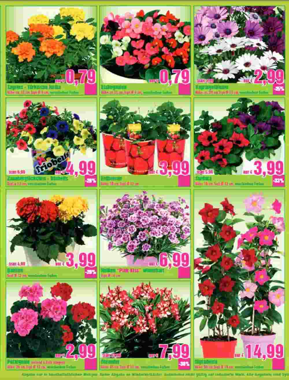 Blumen B&B Flugblatt (ab 18.04.2024) - Angebote und Prospekt - Seite 5