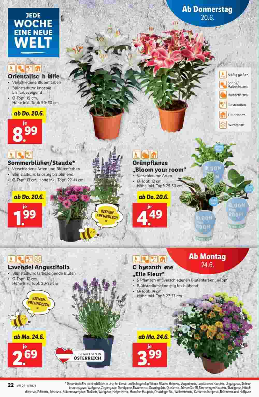 Lidl Flugblatt (ab 19.06.2024) - Angebote und Prospekt - Seite 22