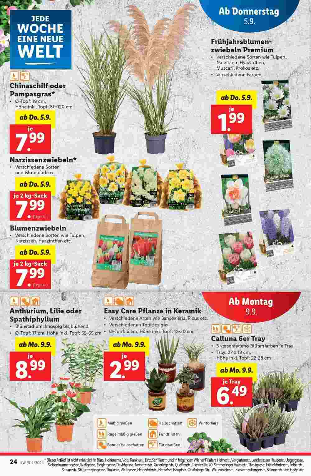 Lidl Flugblatt (ab 04.09.2024) - Angebote und Prospekt - Seite 24