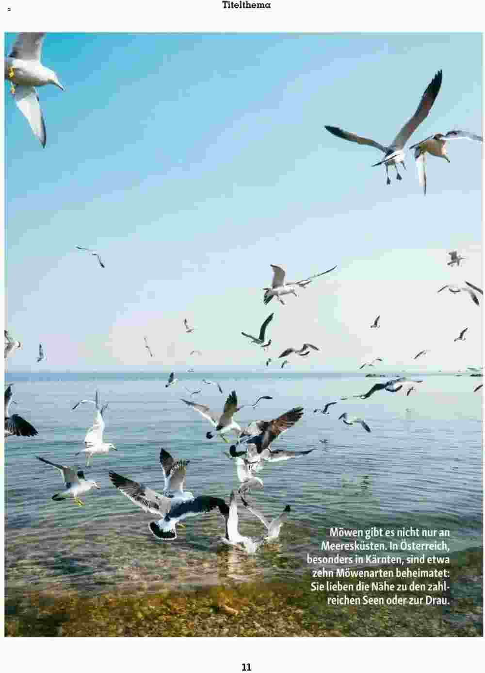 Fressnapf Flugblatt (ab 01.05.2025) - Angebote und Prospekt - Seite 11