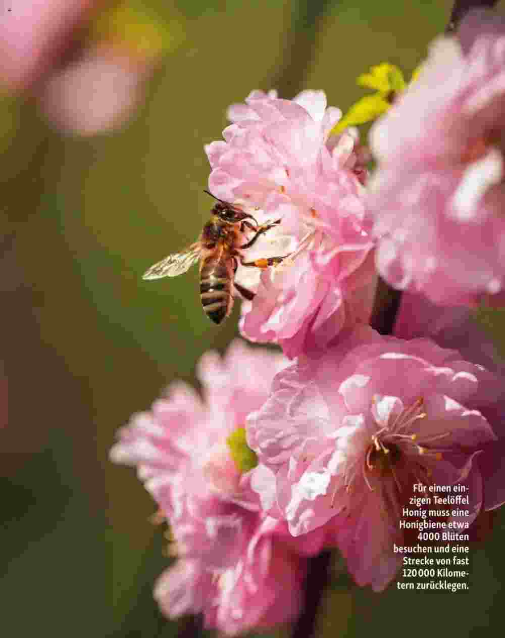Fressnapf Flugblatt (ab 01.05.2025) - Angebote und Prospekt - Seite 12