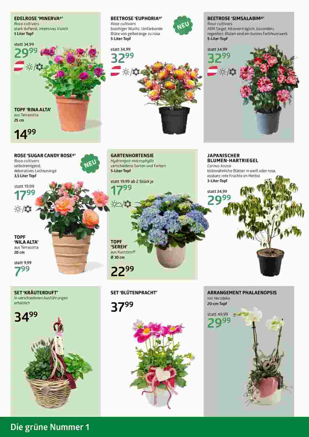 Bellaflora Flugblatt (ab 02.05.2025) - Angebote und Prospekt - Seite 6