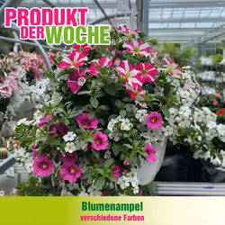 Blumen B&B Flugblatt (ab 13.05.2025) - Angebote und Prospekt