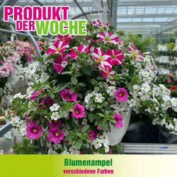 Blumen B&B Flugblatt (ab 13.05.2025) - Angebote und Prospekt