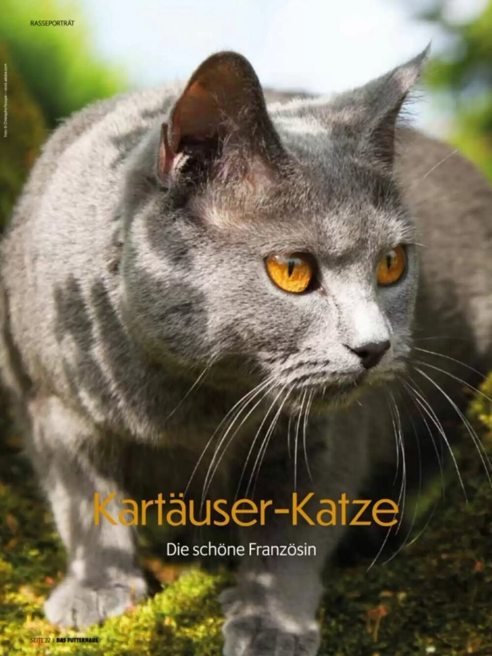 Das Futterhaus Flugblatt (ab 02.06.2025) - Angebote und Prospekt - Seite 22