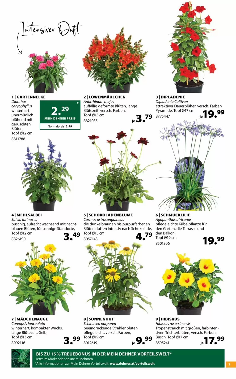 Dehner Flugblatt (ab 03.06.2025) - Angebote und Prospekt - Seite 3