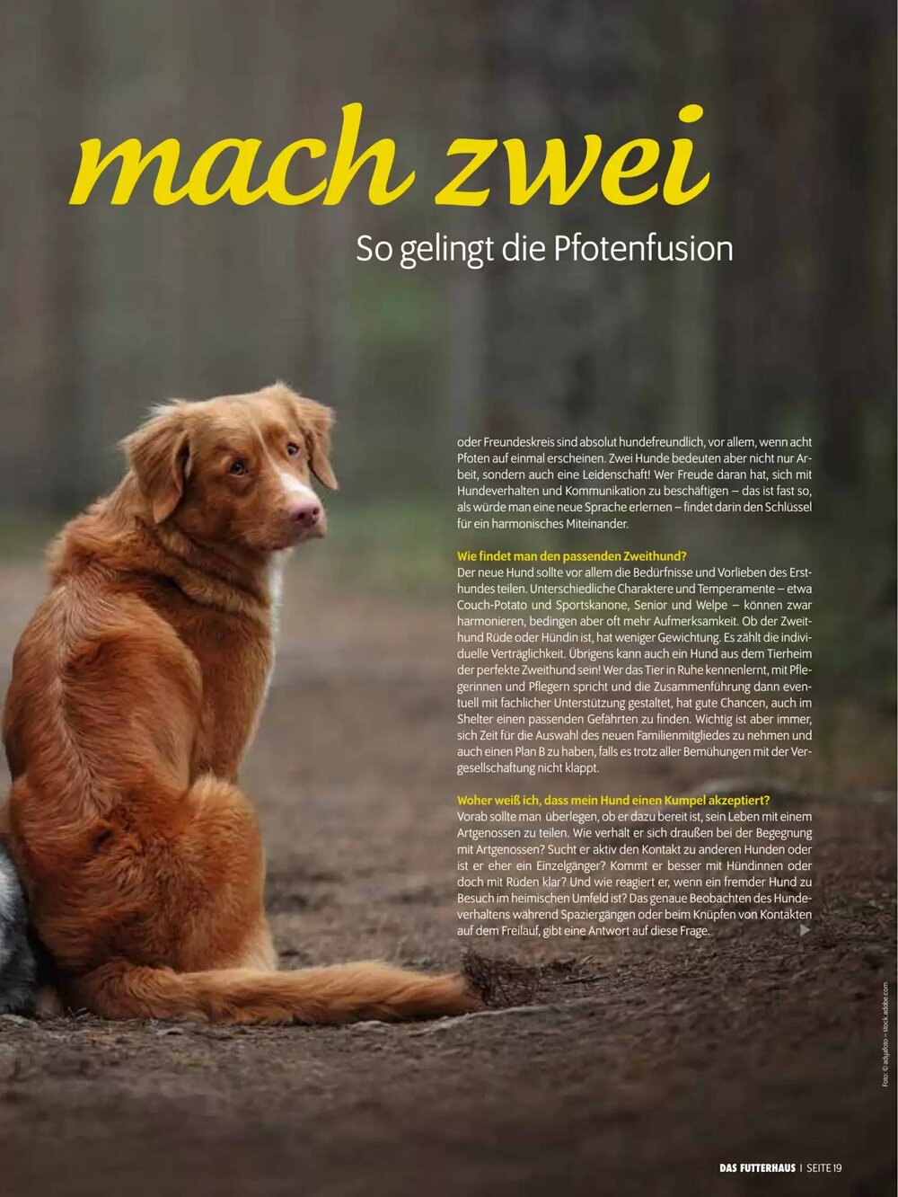 Das Futterhaus Flugblatt (ab 17.12.2025) - Angebote und Prospekt - Seite 19