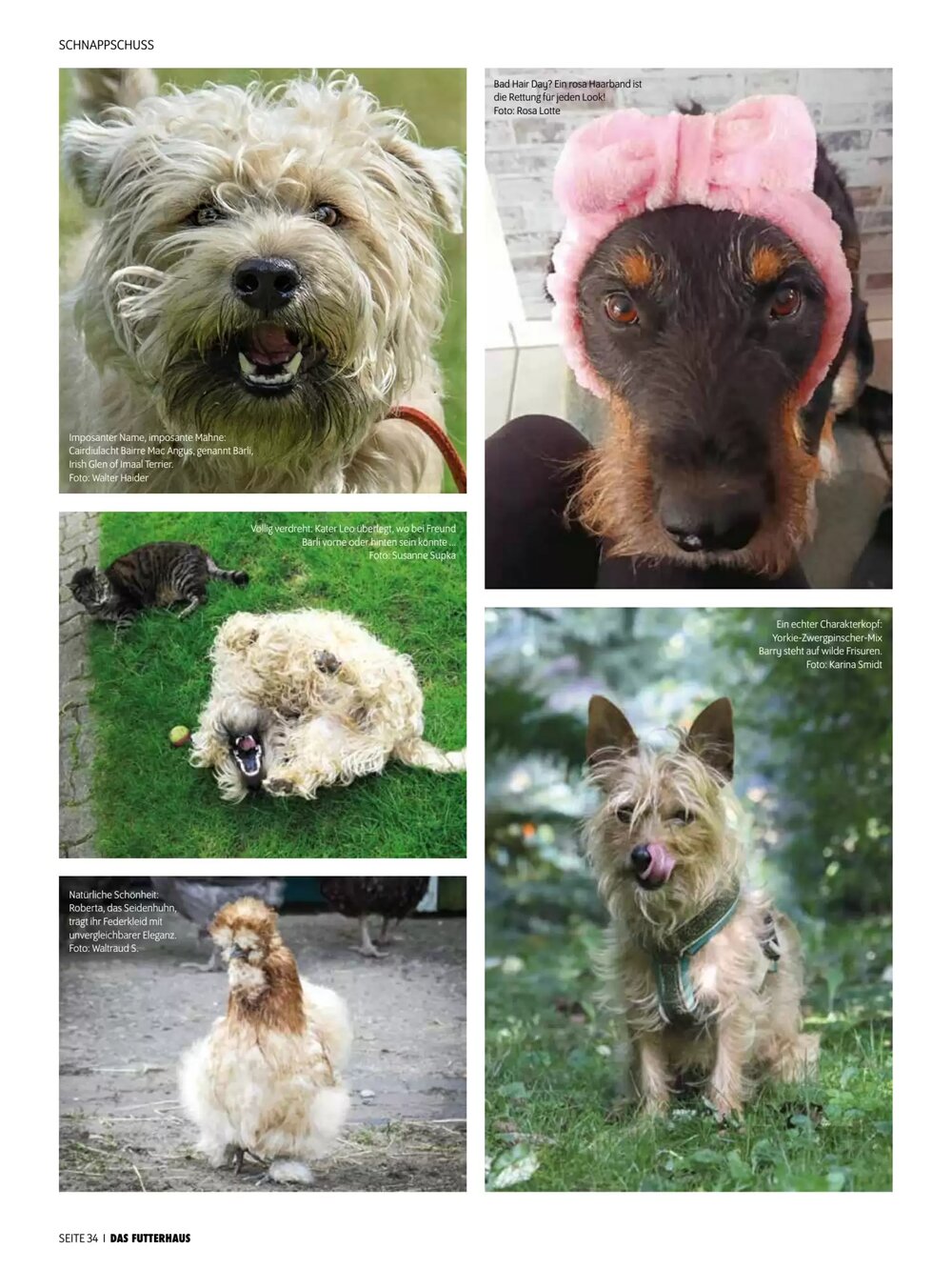 Das Futterhaus Flugblatt (ab 17.12.2025) - Angebote und Prospekt - Seite 34