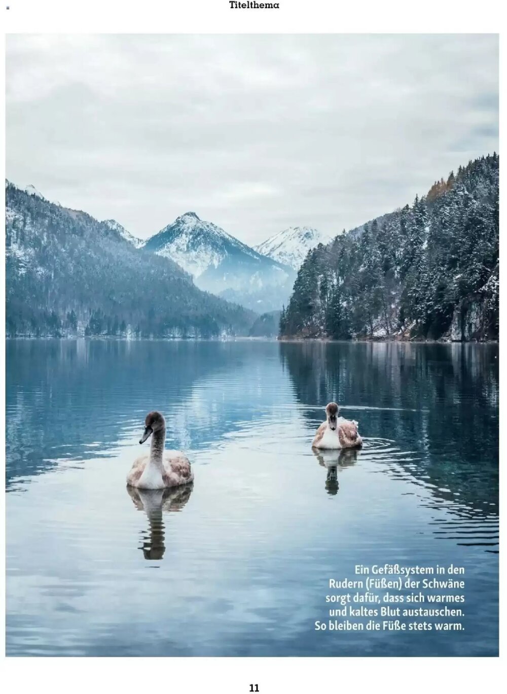 Fressnapf Flugblatt (ab 01.01.2026) - Angebote und Prospekt - Seite 11