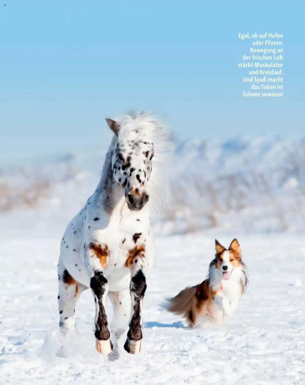 Fressnapf Flugblatt (ab 01.01.2026) - Angebote und Prospekt - Seite 12