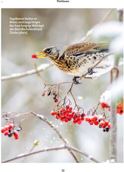 Fressnapf Flugblatt (ab 01.01.2026) - Angebote und Prospekt - Seite 13