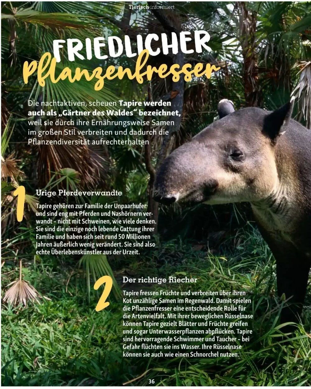 Fressnapf Flugblatt (ab 01.01.2026) - Angebote und Prospekt - Seite 36