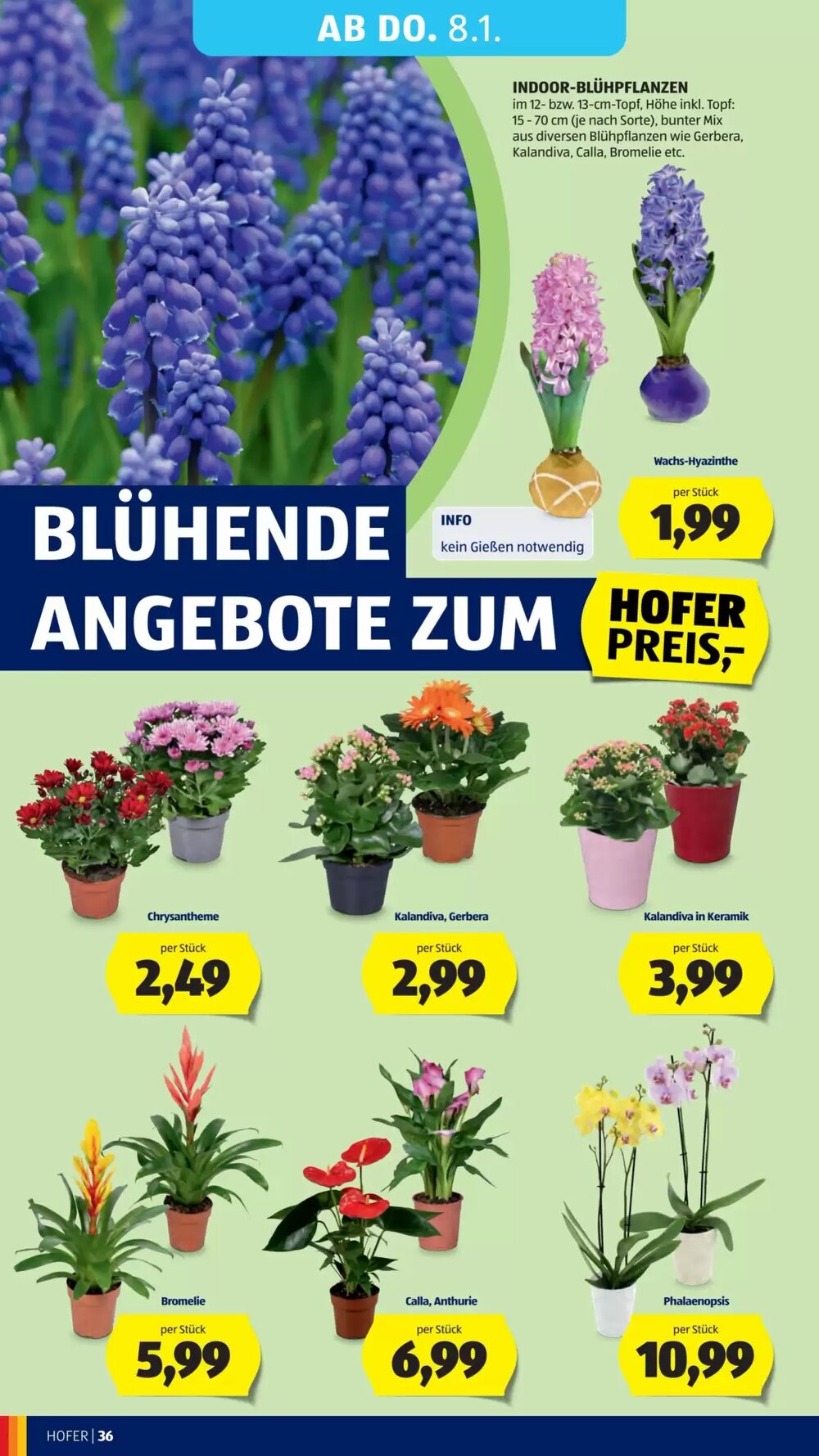Hofer Flugblatt (ab 02.01.2026) - Angebote und Prospekt - Seite 40