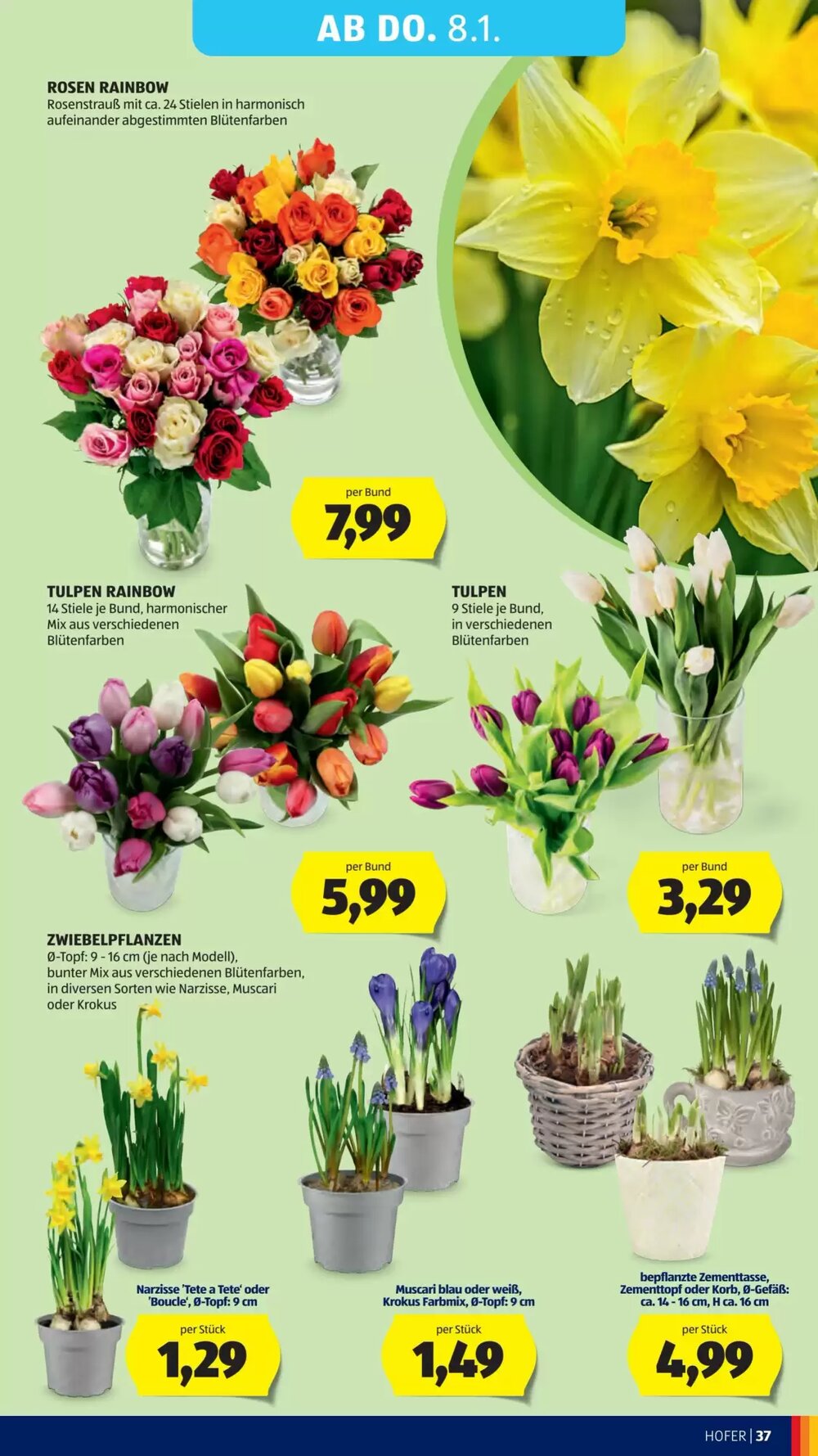 Hofer Flugblatt (ab 02.01.2026) - Angebote und Prospekt - Seite 41