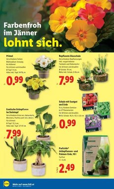 Lidl Flugblatt (ab 08.01.2026) - Angebote und Prospekt - Seite 29