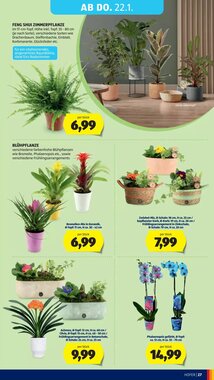 Hofer Flugblatt (ab 14.01.2026) - Angebote und Prospekt - Seite 31