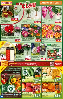 Norma Flugblatt (ab 19.01.2026) - Angebote und Prospekt - Seite 14