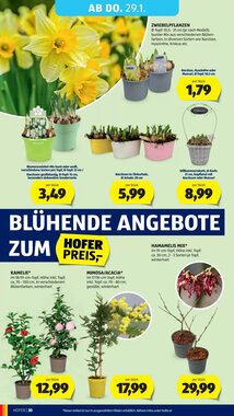 Hofer Flugblatt (ab 23.01.2026) - Angebote und Prospekt - Seite 34