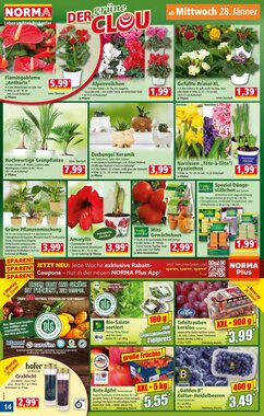Norma Flugblatt (ab 26.01.2026) - Angebote und Prospekt - Seite 14