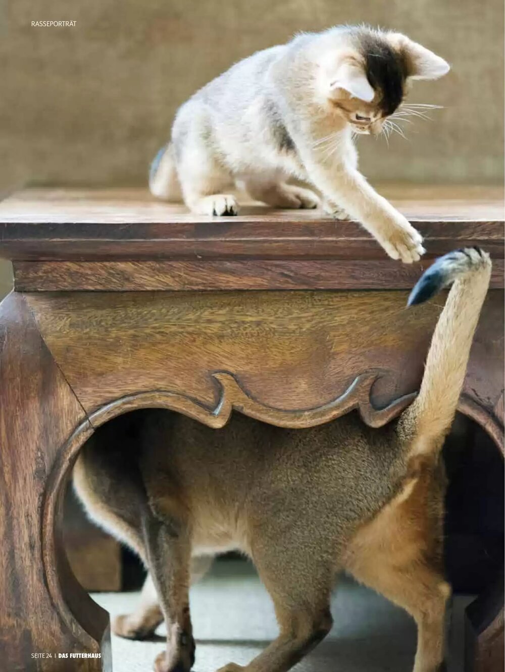 Das Futterhaus Flugblatt (ab 16.02.2026) - Angebote und Prospekt - Seite 24