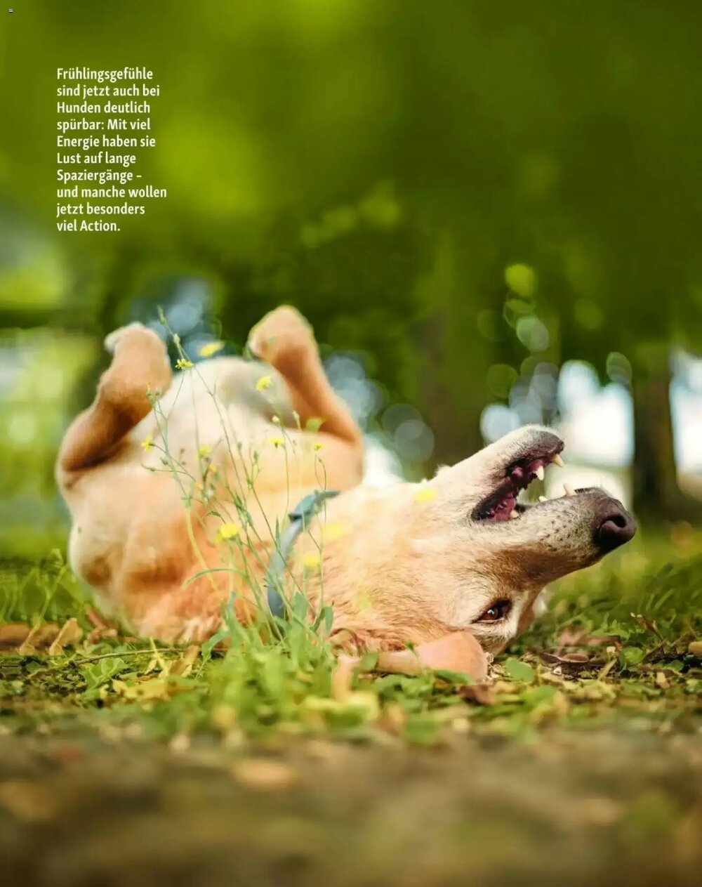 Fressnapf Flugblatt (ab 01.03.2026) - Angebote und Prospekt - Seite 12