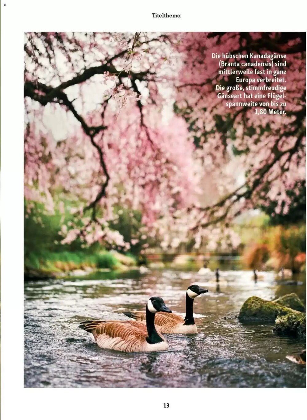 Fressnapf Flugblatt (ab 01.03.2026) - Angebote und Prospekt - Seite 13