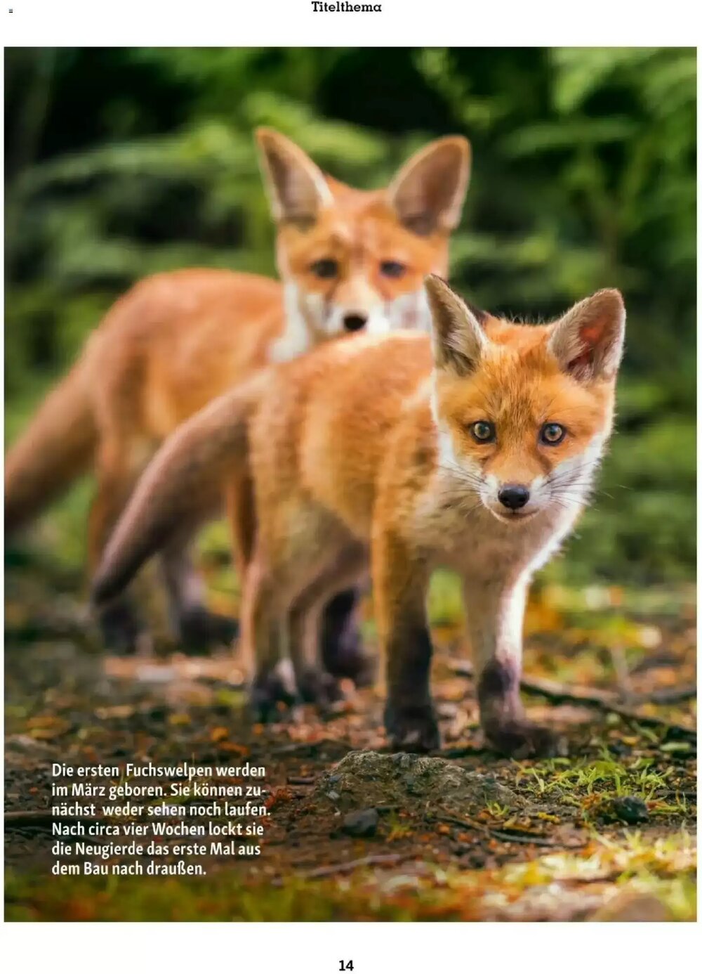 Fressnapf Flugblatt (ab 01.03.2026) - Angebote und Prospekt - Seite 14