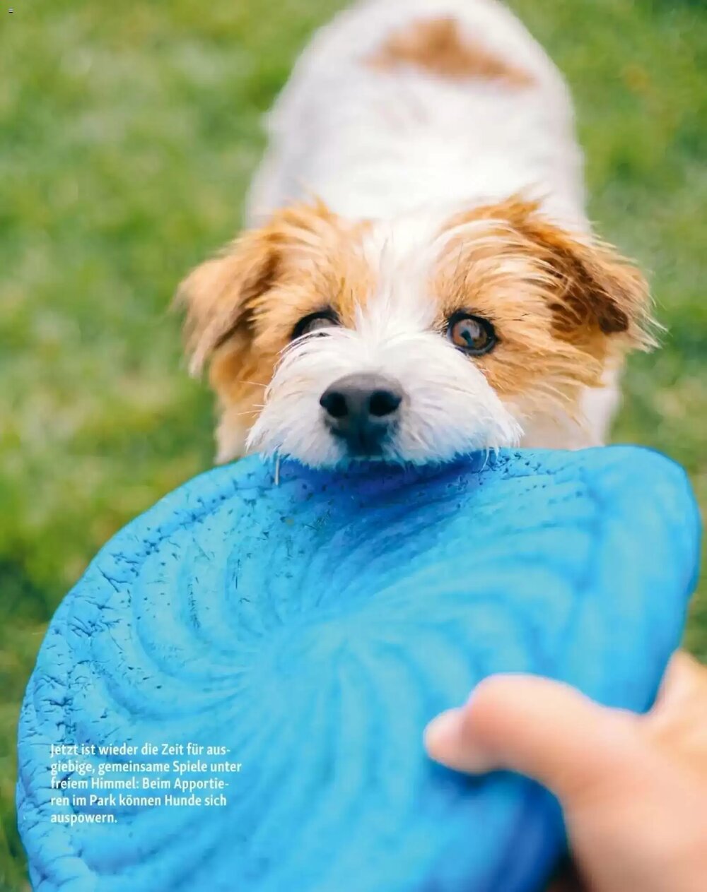 Fressnapf Flugblatt (ab 01.03.2026) - Angebote und Prospekt - Seite 15