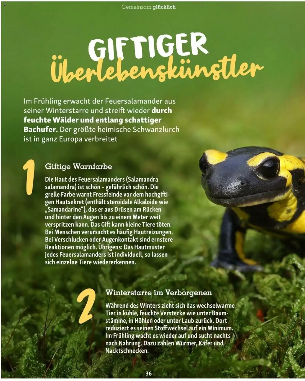 Fressnapf Flugblatt (ab 01.03.2026) - Angebote und Prospekt - Seite 36