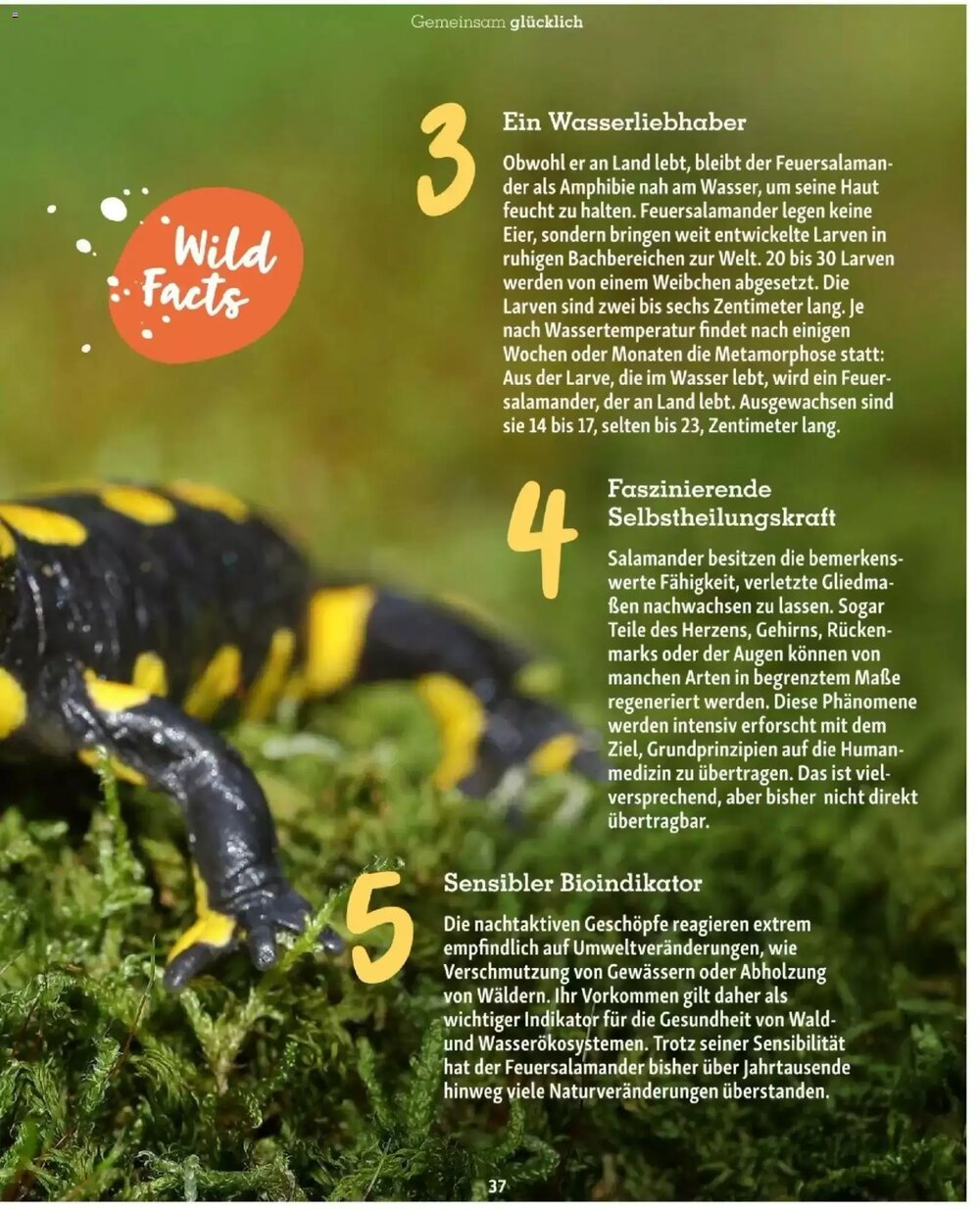 Fressnapf Flugblatt (ab 01.03.2026) - Angebote und Prospekt - Seite 37