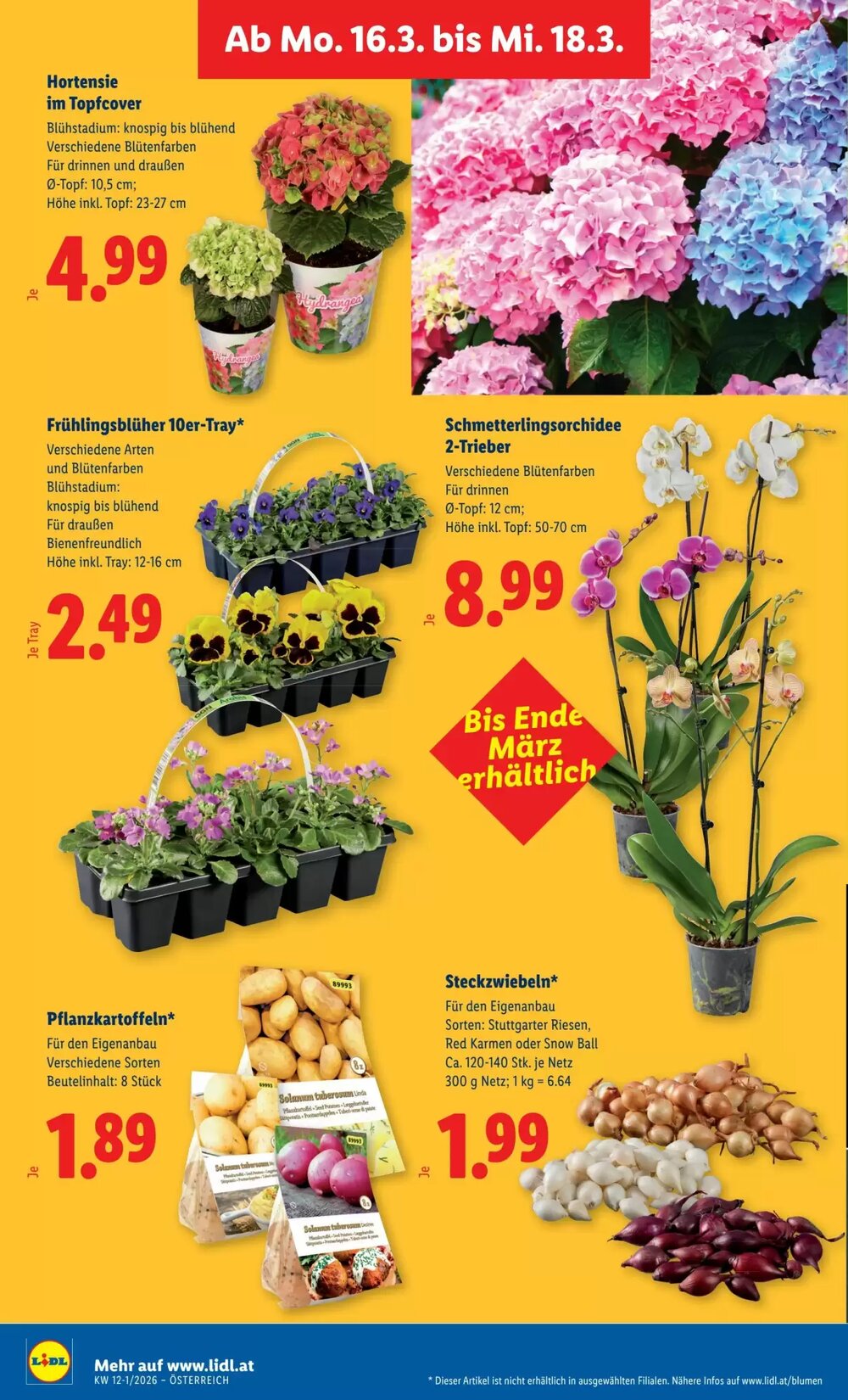 Lidl Flugblatt (ab 12.03.2026) - Angebote und Prospekt - Seite 31
