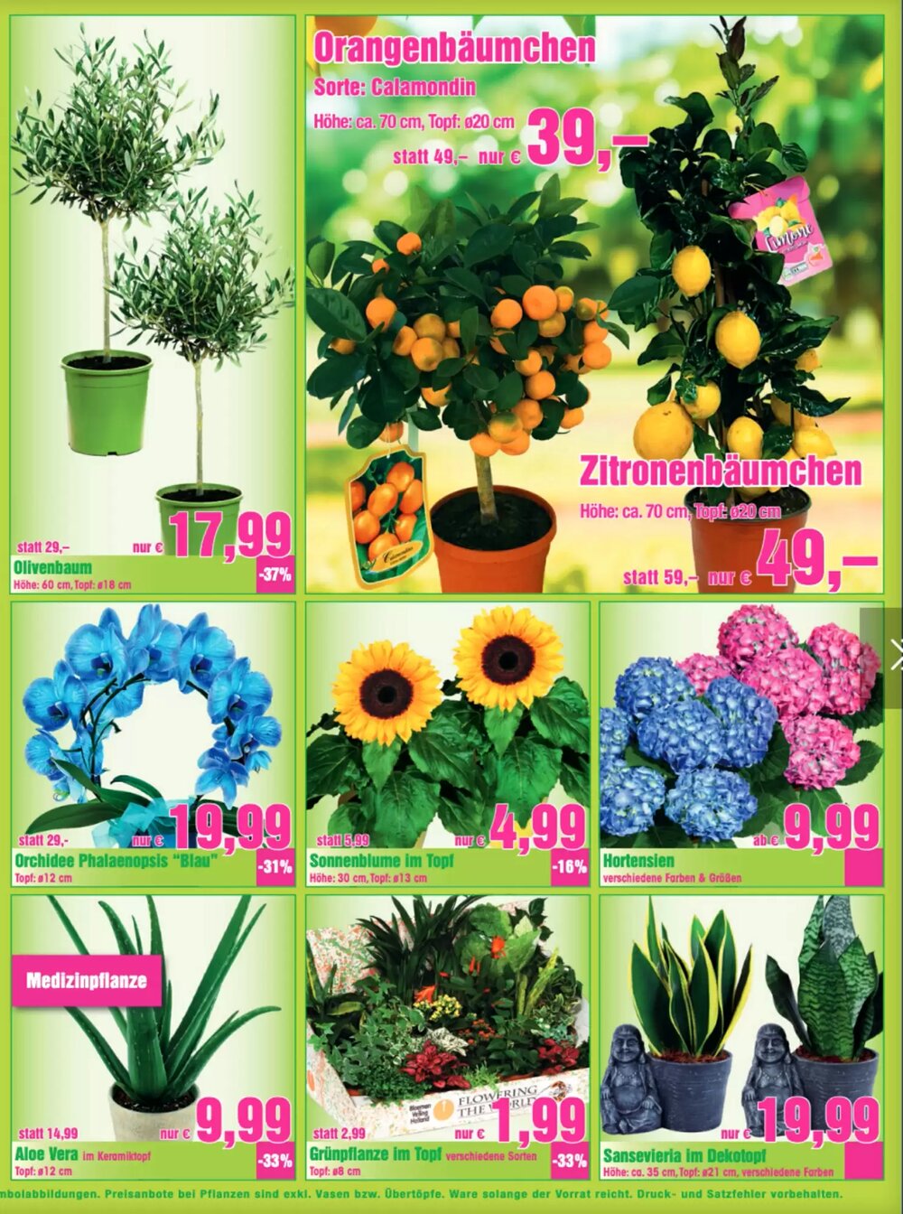 Blumen B&B Flugblatt (ab 17.04.2026) - Angebote und Prospekt - Seite 4