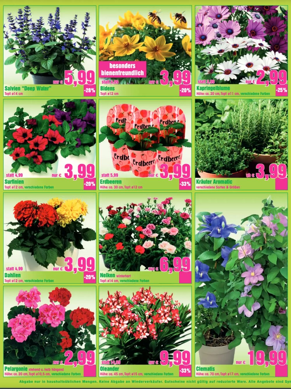 Blumen B&B Flugblatt (ab 17.04.2026) - Angebote und Prospekt - Seite 5