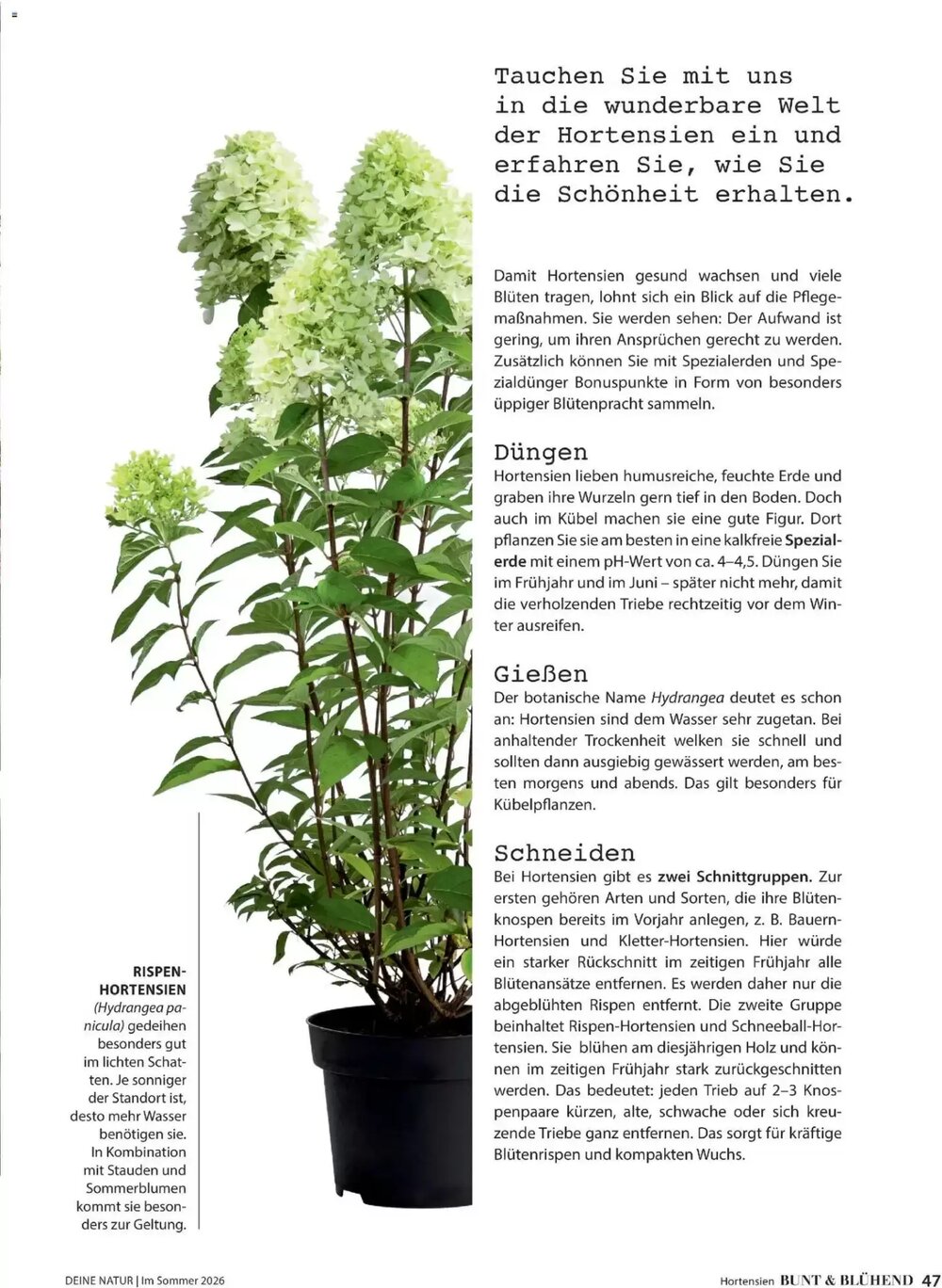 Dehner Flugblatt (ab 01.05.2026) - Angebote und Prospekt - Seite 47