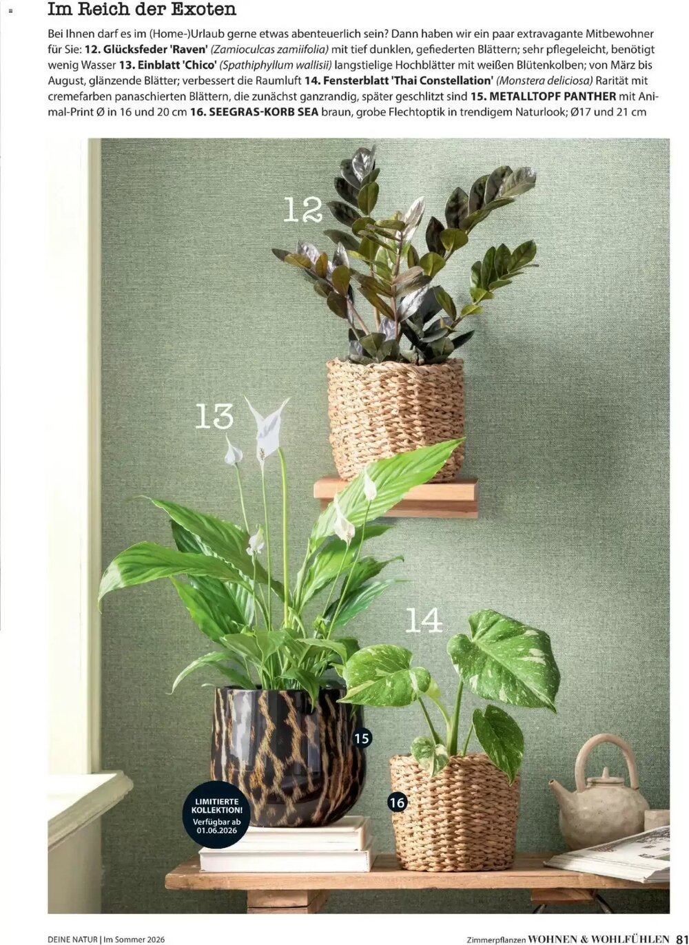 Dehner Flugblatt (ab 01.05.2026) - Angebote und Prospekt - Seite 81