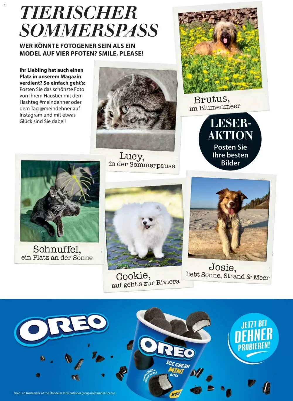 Dehner Flugblatt (ab 01.05.2026) - Angebote und Prospekt - Seite 97