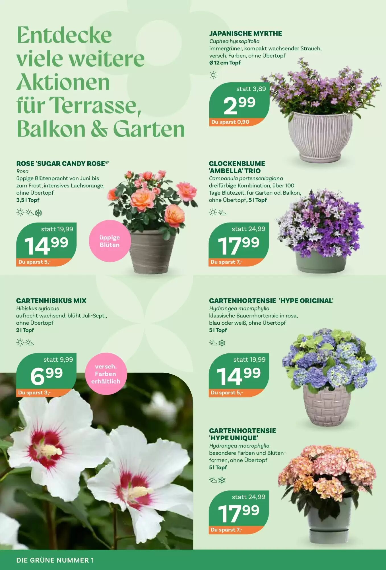 Bellaflora Flugblatt (ab 05.05.2026) - Angebote und Prospekt - Seite 2