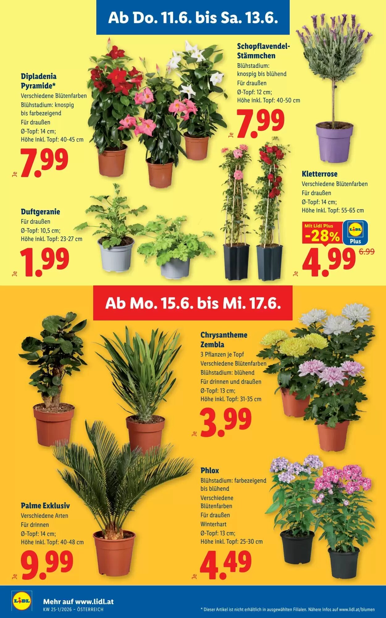Lidl Flugblatt (ab 11.06.2026) - Angebote und Prospekt - Seite 34