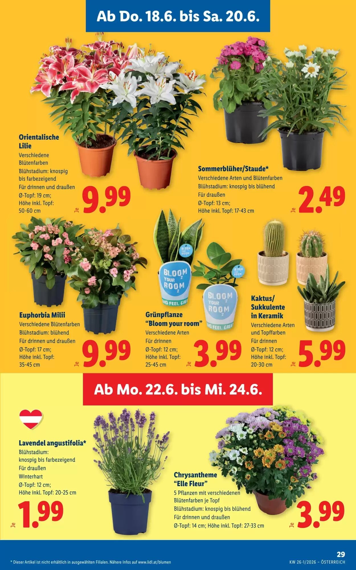 Lidl Flugblatt (ab 18.06.2026) - Angebote und Prospekt - Seite 37