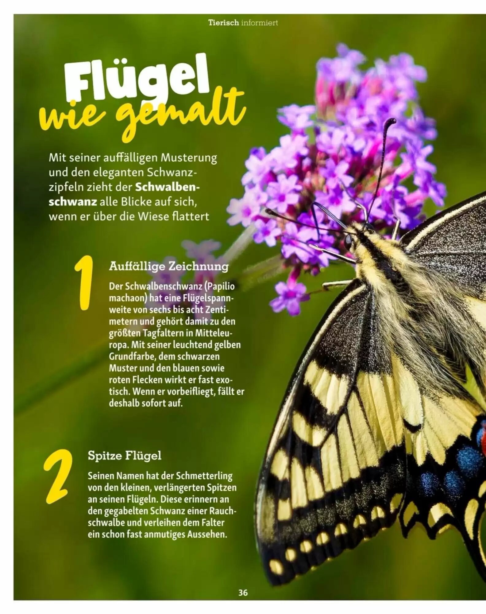 Fressnapf Flugblatt (ab 01.07.2026) - Angebote und Prospekt - Seite 36