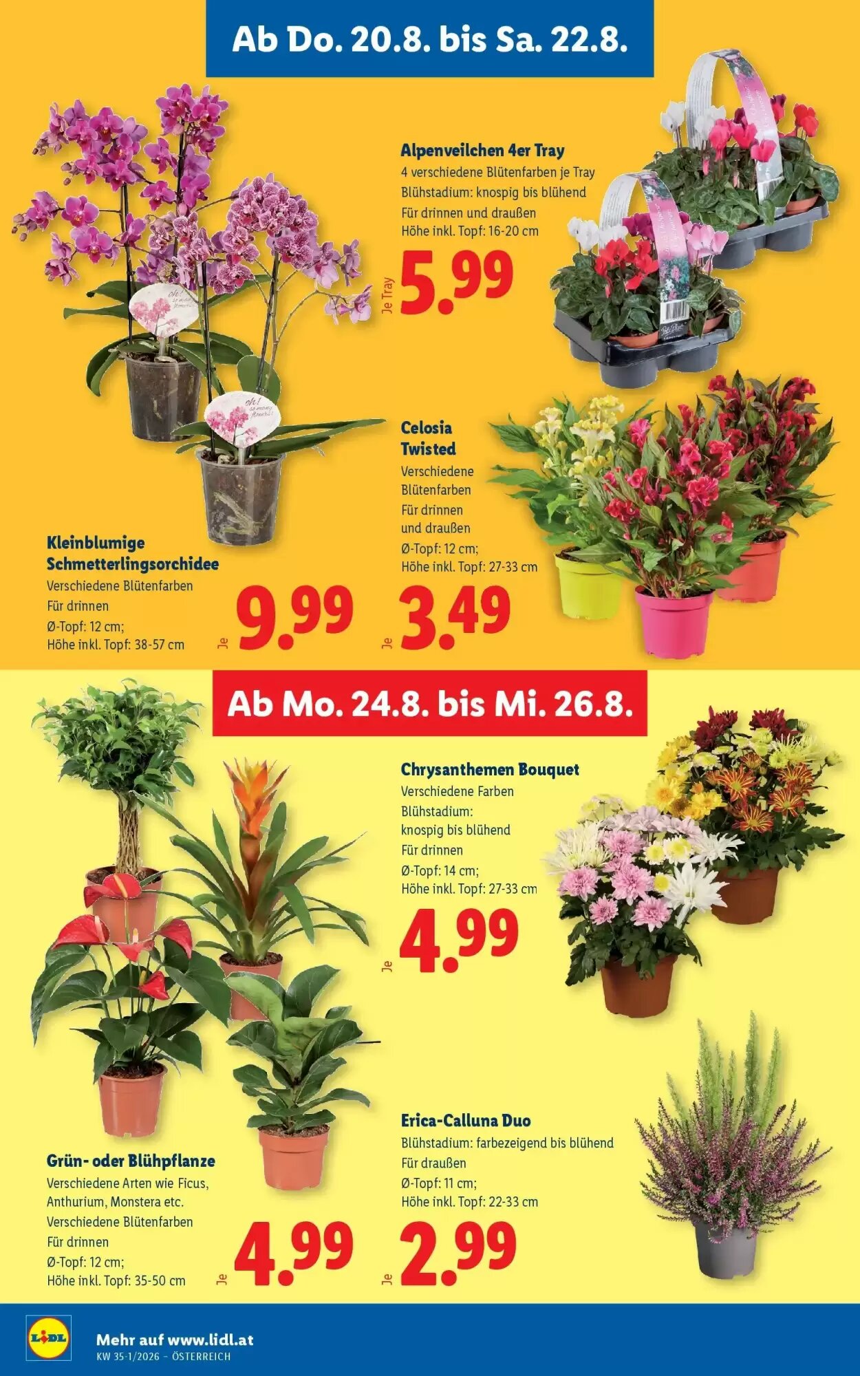 Lidl Flugblatt (ab 20.08.2026) - Angebote und Prospekt - Seite 30