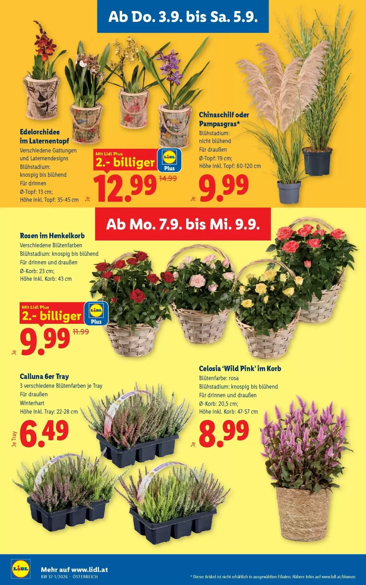 Lidl Flugblatt (ab 03.09.2026) - Angebote und Prospekt - Seite 28