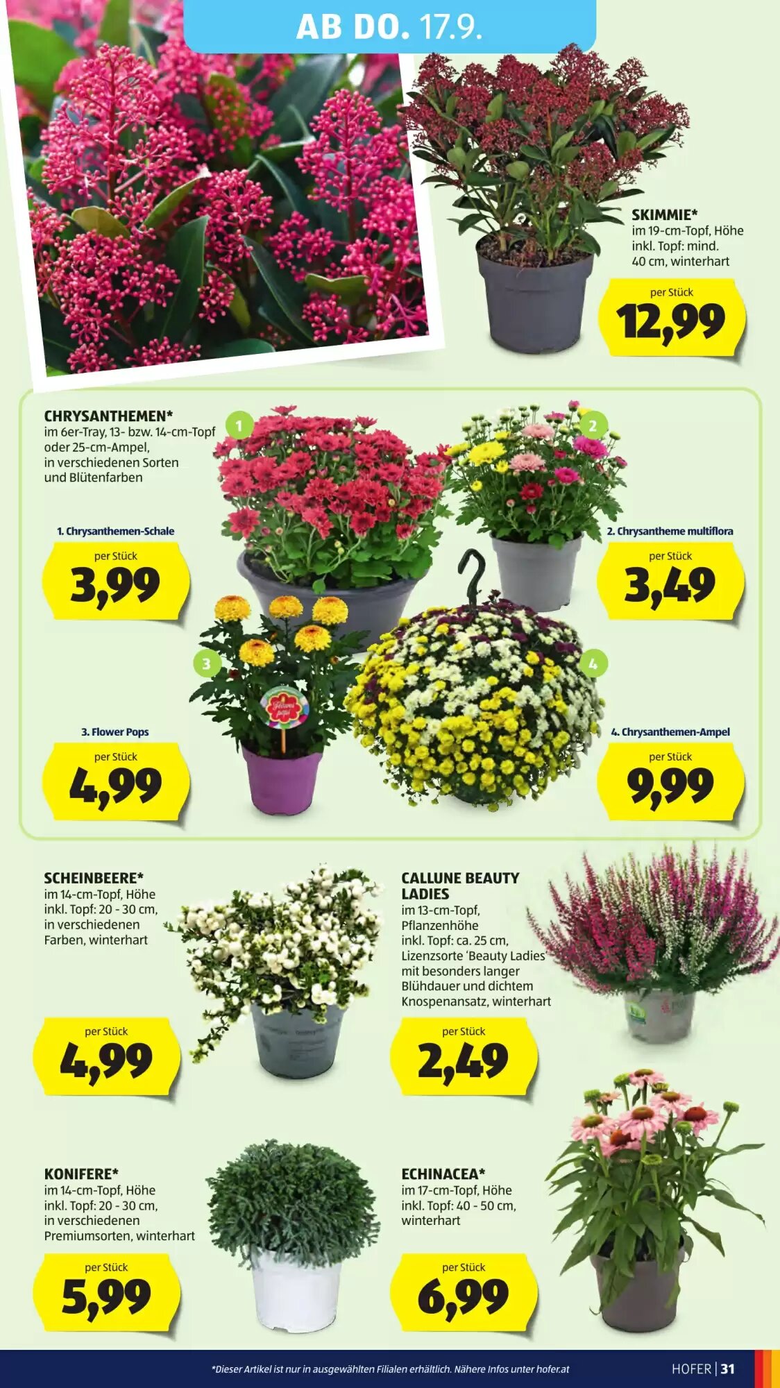 Hofer Flugblatt (ab 11.09.2026) - Angebote und Prospekt - Seite 41