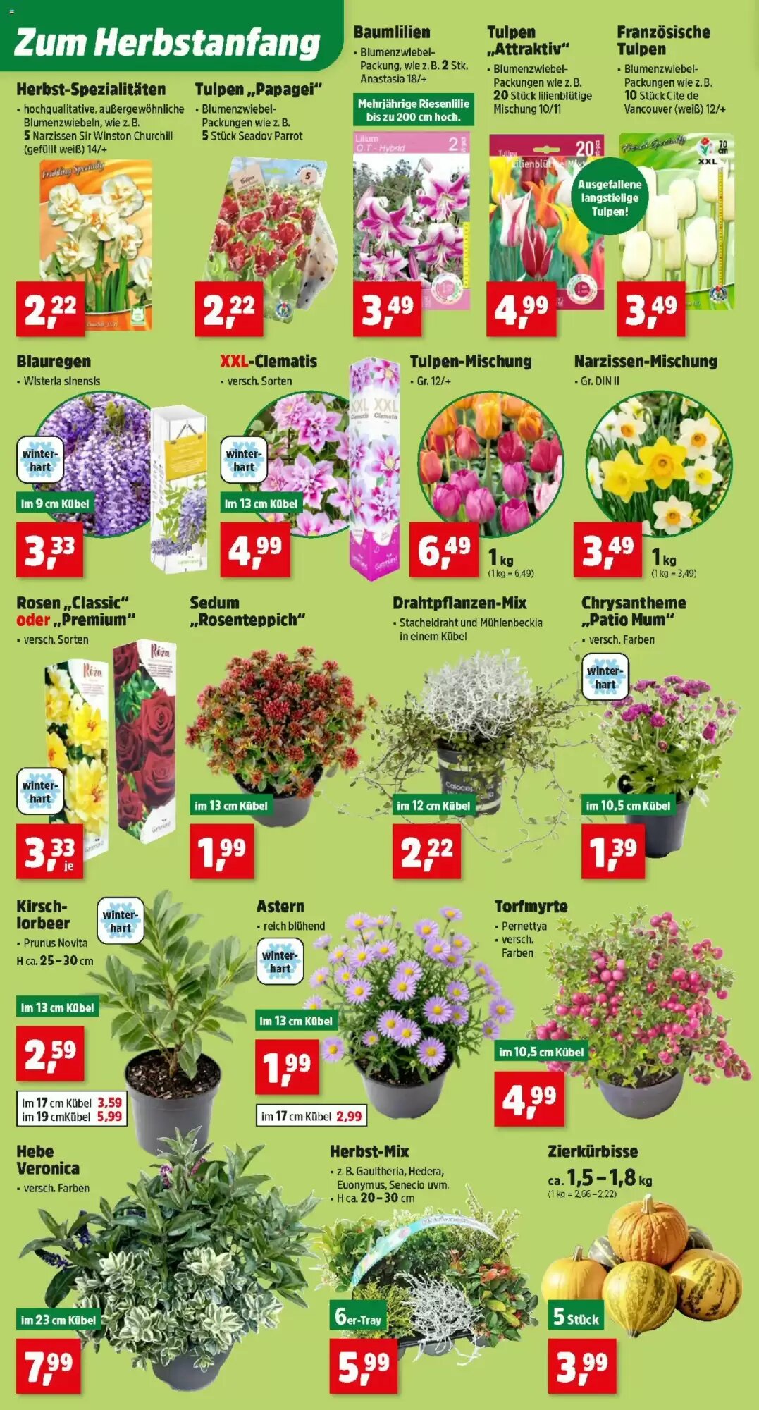 Thomas Philipps Flugblatt (ab 14.09.2026) - Angebote und Prospekt - Seite 2