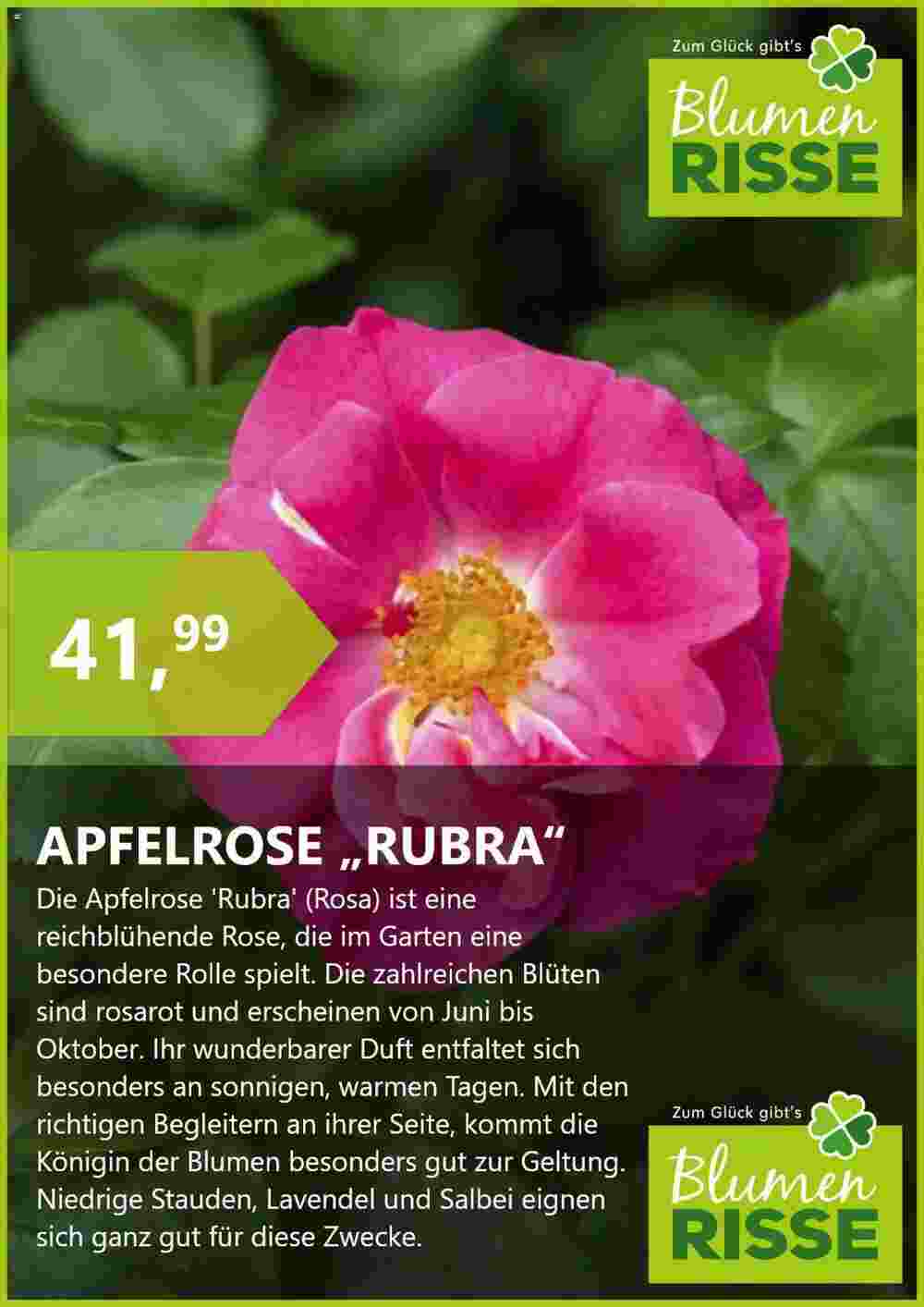 Blumen Risse Prospekt (ab 03.11.2023) zum Blättern - Seite 3