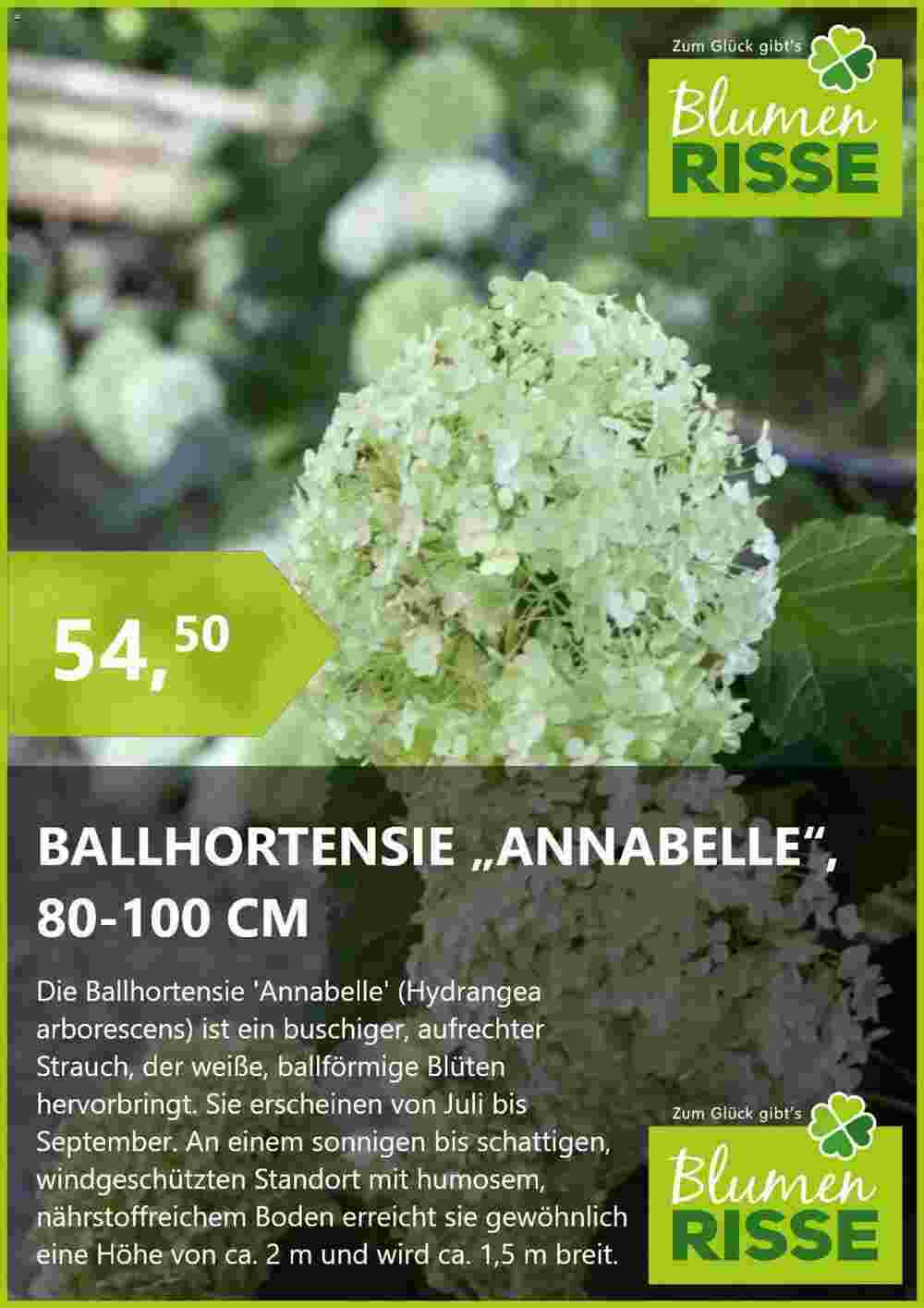 Blumen Risse Prospekt (ab 03.11.2023) zum Blättern - Seite 4