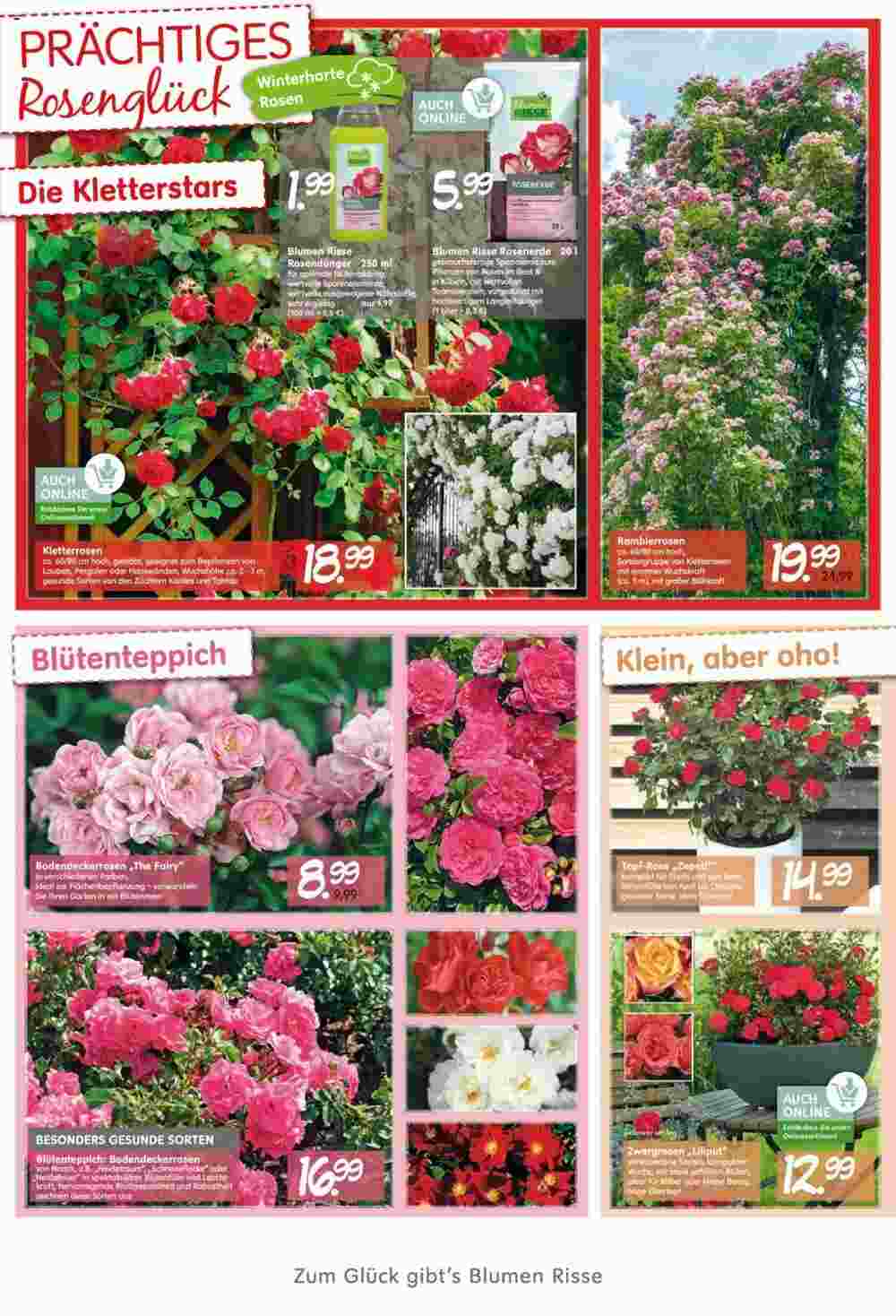 Blumen Risse Prospekt (ab 23.05.2024) zum Blättern - Seite 2